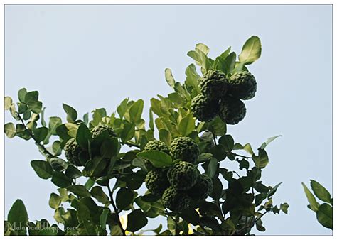 3 types of limau purut map. My Green Eye's: Limau Purut - Kaffir Lime