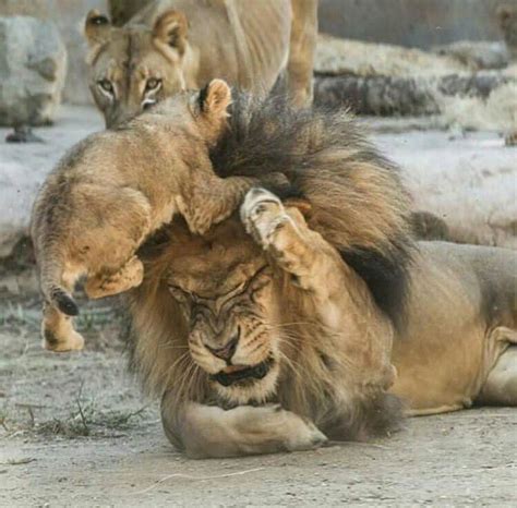 9913 Best Images About Tigers Lions Cougars Jaguars
