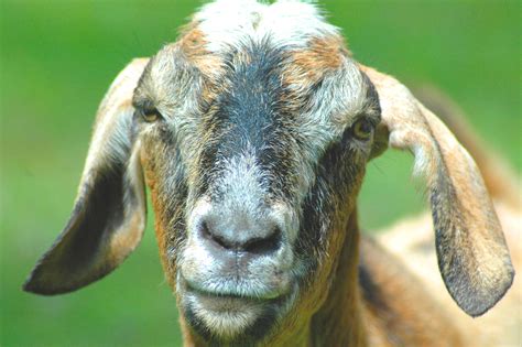 Maybe you would like to learn more about one of these? Goat rancher has a change of heart