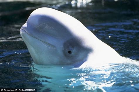 Beluga Whales Are Still Highly Endangered In Alaska Daily Mail Online