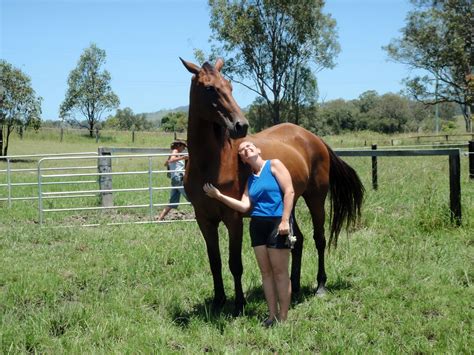 Est 1986, horse rescue australia come along and bag a bargain and help horse rescue raise some much needed funds. Save a Horse Australia Horse Rescue and Sanctuary: Isn't ...