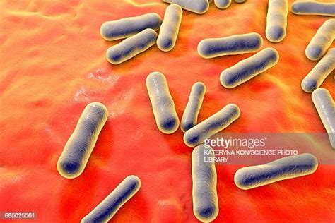 Gram Positive Bacteria Photos And Premium High Res Pictures Getty Images