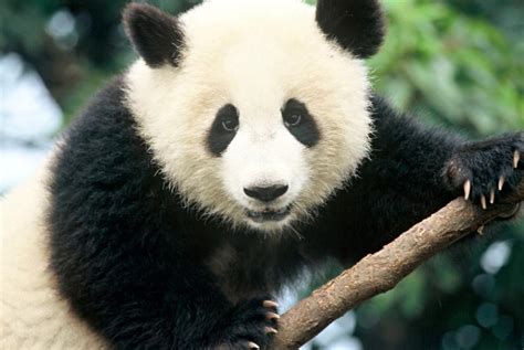 Top 10 Facts About Pandas Wwf