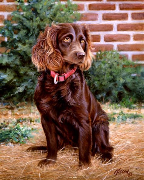 Boykin Spaniel Painting At Explore Collection Of