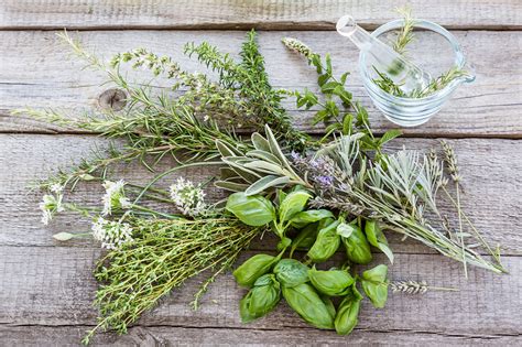 Herbs Stock Image C0351200 Science Photo Library