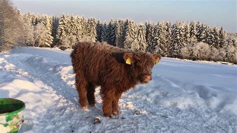 Scottish Highland Cattle In Finland Calf Mooing On A Cold Winter Day