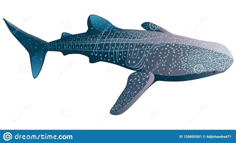 Cartoon Whale Shark Isolated On White Background Stock Vector