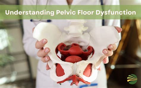 Understanding Pelvic Floor Dysfunction Causes Symptoms And Treatment Options Mt Auburn Obgyn