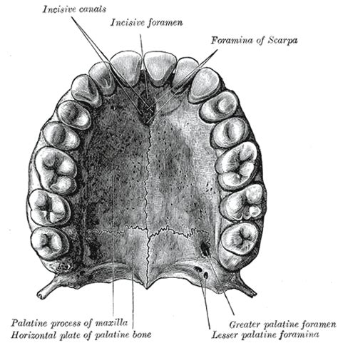 Premaxilla - wikidoc