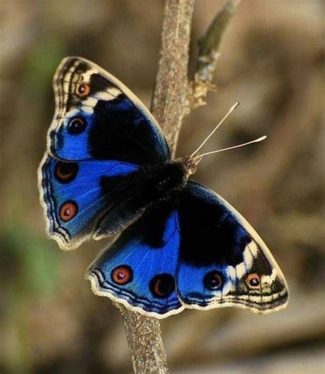 Butterfly Kisses Butterfly Flowers Blue Butterfly Butterfly Wings Flying Flowers Flying