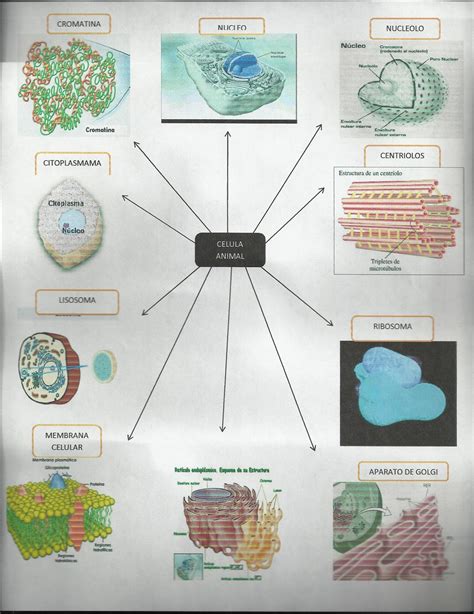 BiologÍa Celular Mapas Mentales