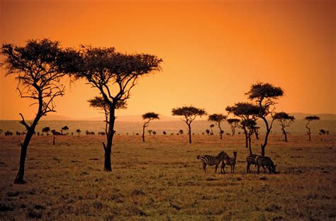 African Safari Landscape Sunset