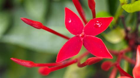 A Stunning List Of Jasmine Plant Varieties