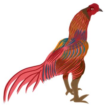 Illustration Of A Fighting Bangkok Rooster Vector Illustration