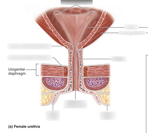 Female Urethra Diagram Quizlet