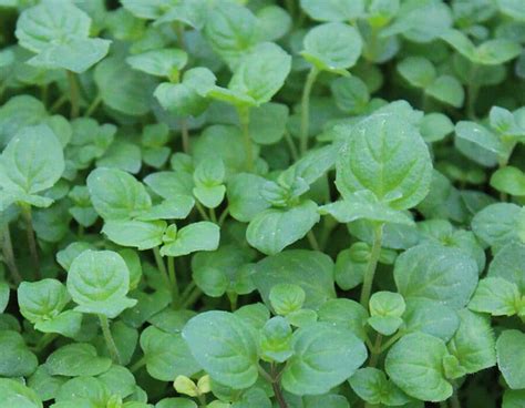 Mint Micro Cress Mentha Nurtured In Norfolk