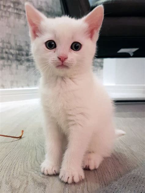 Snowball The Deaf Kitten How To Care For Cats With Disabilities