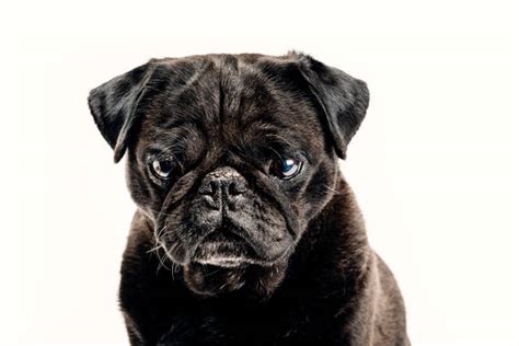 Best Grumpy Dog Stock Photos Pictures And Royalty Free Images Istock