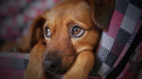 Cachorro Triste 9 Sinais De Que Seu Pet Pode Estar Com Problemas