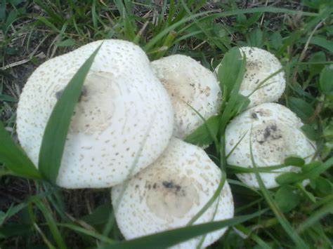 The Official Florida Mushroom Season Thread 2011 Mushroom Hunting