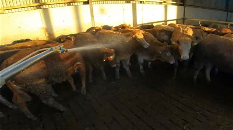 Treating Cattle For Lice Youtube