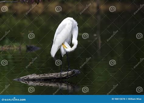 White Great Egret Wading Bird Preening Stock Photo Image Of Long