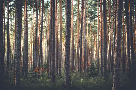 Pine Forest Wallpapers Wallpaper Cave