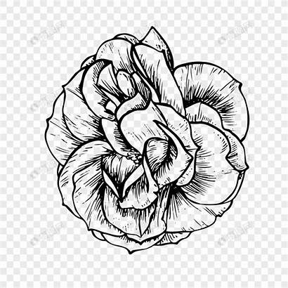 Bunga Mawar Line Gambar Paling Keren