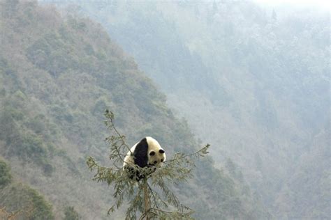 China Plans Panda Park That Will Dwarf Yellowstone