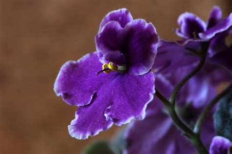 Free Images Blossom Flower Purple Petal Botany Flora Wildflower