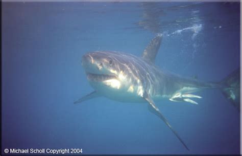 Sex Camera White Shark Trust