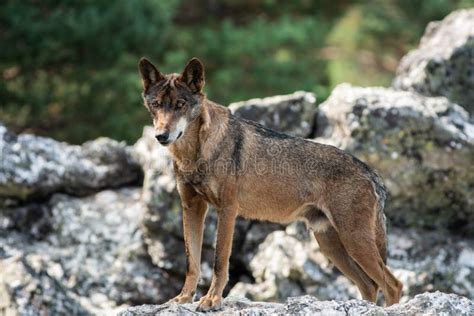 Iberian Wolf On The Top Of The Rock Looking Down Stock Photo Image Of