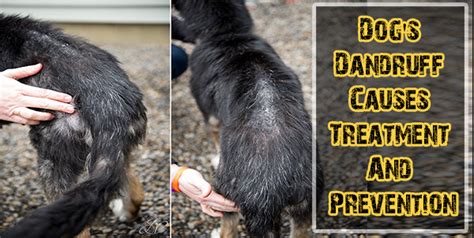 Dogs Dandruff Causes Treatment And Prevention Dogs Addict
