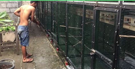 Cara membuat kandang koloni lovebird sangatlah gampang. Beternak Lovebird Sistem Soliter vs Sistem Koloni ...