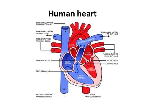 A blood clot has formed. Powerpoint circulatory system