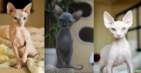 The sphynx cat is a breed of cat known for its lack of coat (fur). Sphynx Cat Breed - The Hairless and Extrovert