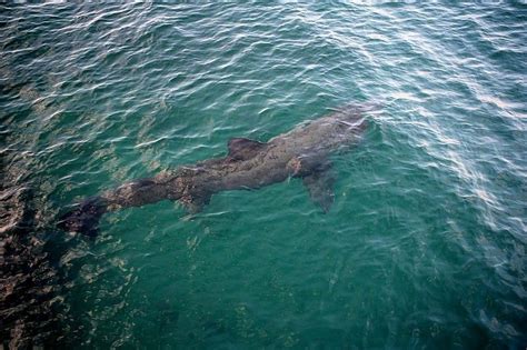 Basking Shark Fish Facts Cetorhinus Maximus Az Animals