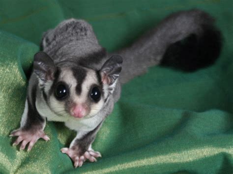 Baby Sugar Glider FOR SALE ADOPTION from Selangor Ampang ...