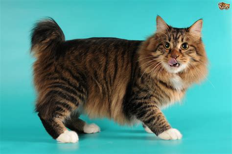 Which are the largest domestic cats? The top 8 largest domestic cat breeds | Pets4Homes