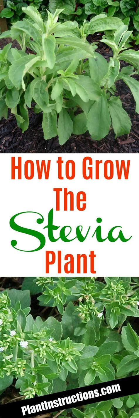 How To Grow Stevia Plants Plant Instructions