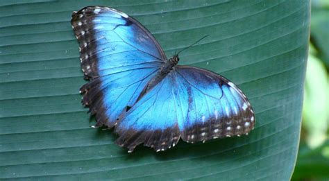 Blue Morpho Butterfly Facts Information Pictures And Video