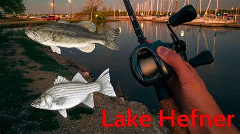 White Bass Mayhem Lake Hefner Fishing Youtube