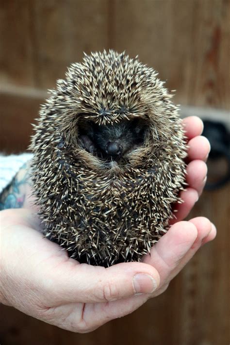 Hedgehogs are found in cities and the countryside - which means anyone ...