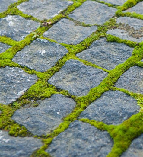 Find images of paving stones. What Are the Different Types of Paving Stones? (with pictures)
