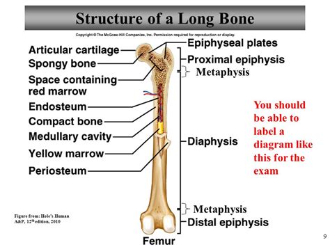 Label the major structures of this long bone femur ALQURUMRESORT.COM