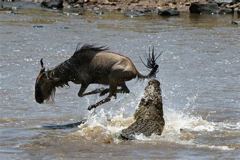 Wildebeest Migration 2023 Masai Mara Safari Fly In 3 Days Shadows