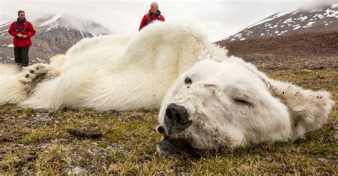 Polar Bear Shot Dead After Wounding Cruise Ship Worker Meaww