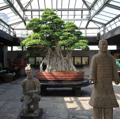 10 Most Oldest Bonsai Trees In The World