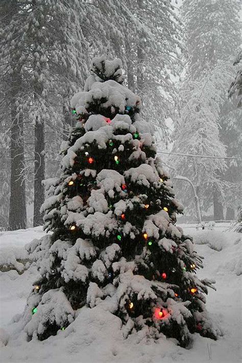 10 Natural Outdoor Christmas Tree Decorations Home