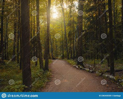 Mysterious Path In Middle Of Wooden Coniferous Forrest Surrounded By